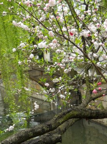 flowering tree